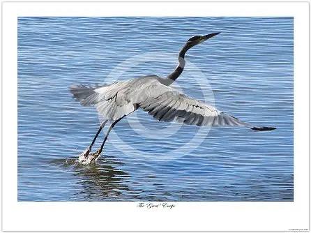 South Carolina wildlife photography