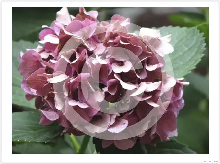 Fine art floral photography